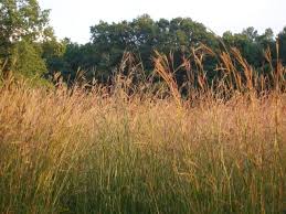 Image result for Andropogon