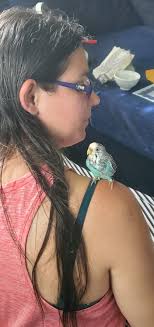 Is anyone missing a parakeet in Springdale?