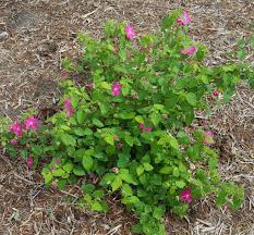 Image result for Pavonia rogersii