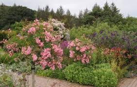We are interested in selling the perennials part of our business, in order to concentrate on hedging and topiary plants. Cottage Garden Shrubs Learn About Planting Shrubs In A Cottage Garden