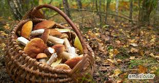 Diese Essbaren Pilze Sind Leicht Zu Sammeln Und Schmecken Gut In 2020 Essbare Pilze Pilze Pilze Bestimmen