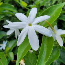 Image result for Jasminum multiflorum