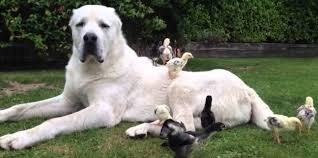See more ideas about alabai dog, dogs, dog breeds. Alabay Cinsi Kopek Bakimi Ve Ozellikleri