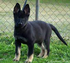 Sweet and gentle german shepherd puppies puppies will be available in 2021. Working Line German Shepherd Puppies For Sale Near Me Online Shopping
