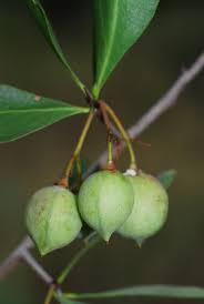 Image result for Gymnosporia oxycarpa