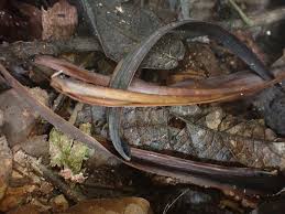 Image result for Klainedoxa