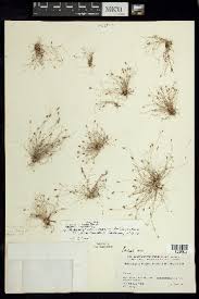 Image result for Bulbostylis contexta