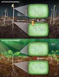 A plant cell without a cell wall is mycoplasma. Plant Cell Walls Can Control Growth In The Dark The Scientist Magazine