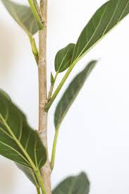 You want to let the sap. How To Get Your Rubber Plant Fiddle Leaf Fig And Other Ficus Trees To Branch Vintage Revivals