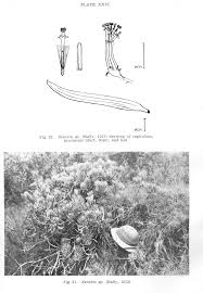 Image result for Lopholaena sp.no.1