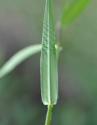 Image result for Sacciolepis indica