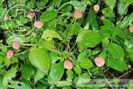 Image result for Lecanthus peduncularis