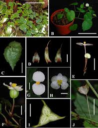 Image result for Begonia meyeri-johannis