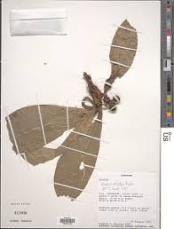 Image result for Culcasia orientalis