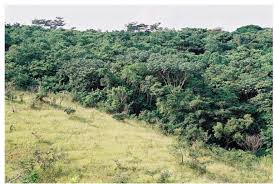 Image result for Millettia eetveldeana