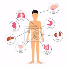Welche organe haben wir in unserem körper? Menschlicher Korper Mit Inneren Organen Menschlichen Korper Fototapete Fototapeten Medicals Infografik Nubes Myloview De