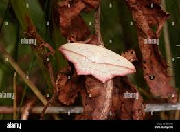 Image result for Timandra griseata