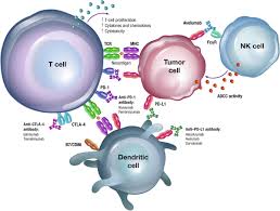 Total gastrectomy is used most often for stomach cancers that affect the body of the stomach and those that are located in the gastroesophageal junction. Evolution Of Checkpoint Inhibitors For The Treatment Of Metastatic Gastric Cancers Current Status And Future Perspectives Cancer Treatment Reviews