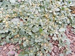 Image result for Alternanthera caracasana