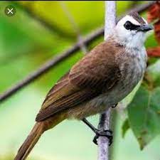 You can choose the suara burung trucukan pikat offline apk version that suits your phone, tablet, tv. Jual Trucukan Jawa Timur Kota Bogor Bandar Burung Lolohan Tokopedia