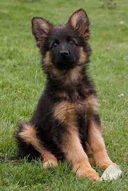 Related search › private owner puppies for sale in indiana › downriver puppies for sale private. Pin By Patricio Je On Caes Puppies Shepherd Puppies Dogs And Puppies