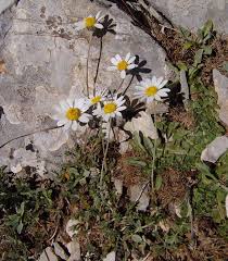 Image result for Grangea anthemoides