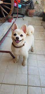 In another case, an aspin dog breed jumped in front of two young citizens in order to save them from being hit by a motorcycle. This Is My Dog Pomeranian Aspin Mix Aww