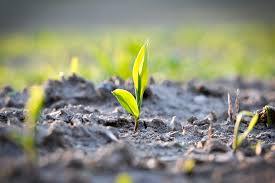 Durch geographische isolation , so entwickeln sich die populationen unterschiedlich. Genfluss Mit Folgen Bauern Aus Dem Suden Brachten Die Landwirtschaft Pflanzenforschung De