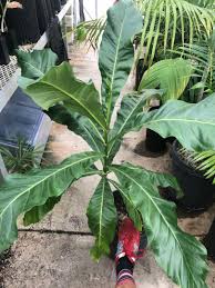 Image result for Anthocleista