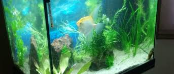 Fracción de 6100 m2 en villa turismo, zona de bosques residencial. Rio Negro E V Der Rio Negro Kleve E V Spendet Den Bewohner Der Lebenshilfe In Goch Pflanzen Zur Neueinrichtung Des Aquariums