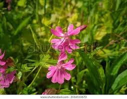 Image result for Caryophyllaceae