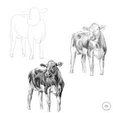 How To Draw A Cow Animal Drawing Art Education Art Tutorial Pencil Tattoo Art Studio Artist Video In 2020 Animal Drawings Black Art Tattoo Digital Art Tutorial