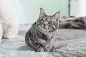 Wenn die katze in die wohnung pinkelt, muss man handeln, denn oft stecken gesundheitliche probleme dahinter. Hilfe Meine Katze Pinkelt Ins Bett Ursachen Losungen Zooplus