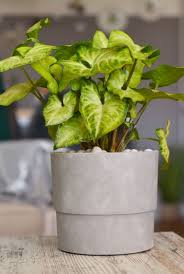 30 Houseplants That Can Survive Low Light Best Indoor Low Light Plants