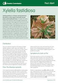 Image result for xylella fastidiosa oleander symptoms