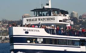 Stay up to date with our whales in san diego. The Best Whale Watching Tours In San Diego Ruby A Blog By Virgin Atlantic