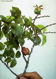 Image result for Olacaceae