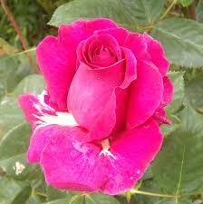 �sparta g�l� ile ilgili g�rsel sonucu