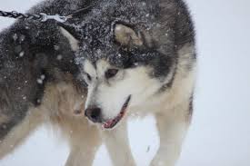 Black And White Wolf Photo Free Dog Image On Unsplash