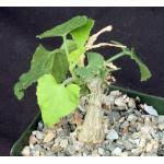 Image result for Corallocarpus bainesii