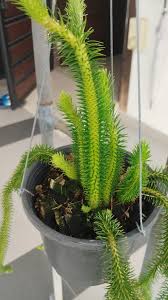 Image result for Huperzia mildbraedii