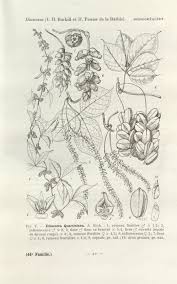 Image result for Dioscorea quartiniana