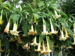 In their native climates, brugmansias can grow to be up to 20 feet (6 m.) tall. Brugmansia Suaveolens Wikipedia
