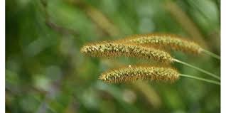 Image result for Setaria pumila