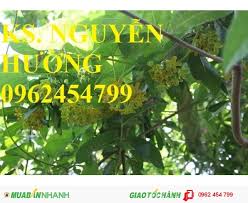 Cây hoa thiên lý ưa thích khí hậu nóng ẩm và nơi có đủ ánh nắng. Chuyen Cung Cáº¥p Giá»'ng Cay Hoa Thien Ly Má»›i 100 Gia 25 000Ä' Gá»i 0962 454 799 Huyá»‡n Gia Lam Ha Ná»™i Id 538b0500