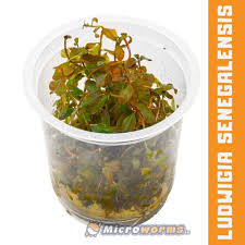 Image result for Ludwigia senegalensis