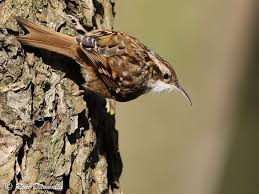 Grimpereau Des Jardins Certhia Brachydactyla Par Rene Dumoulin Redu80044 Oiseaux Des Jardins Jardins Oiseaux