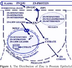 What can we help you find? Pdf Zinc And Zinc Transporters In Normal Prostate Function And The Pathogenesis Of Prostate Cancer Semantic Scholar