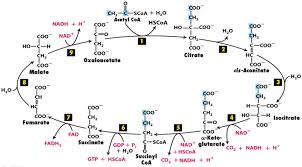 Tca added 25 new photos to the album: Tca Cycle Analysis Service Creative Proteomics