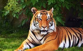 Tiger Wallpaper Id 436232 Wallapper Abyss Tiger Wallpaper Sumatran Tiger Tiger